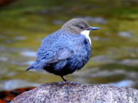 Kościeliska Valley - Tatra National Park